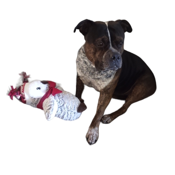 COPY - 5 NWT PetSmart Plush Collectible Christmas Squeaky Toys Pets - Picture 3 of 11